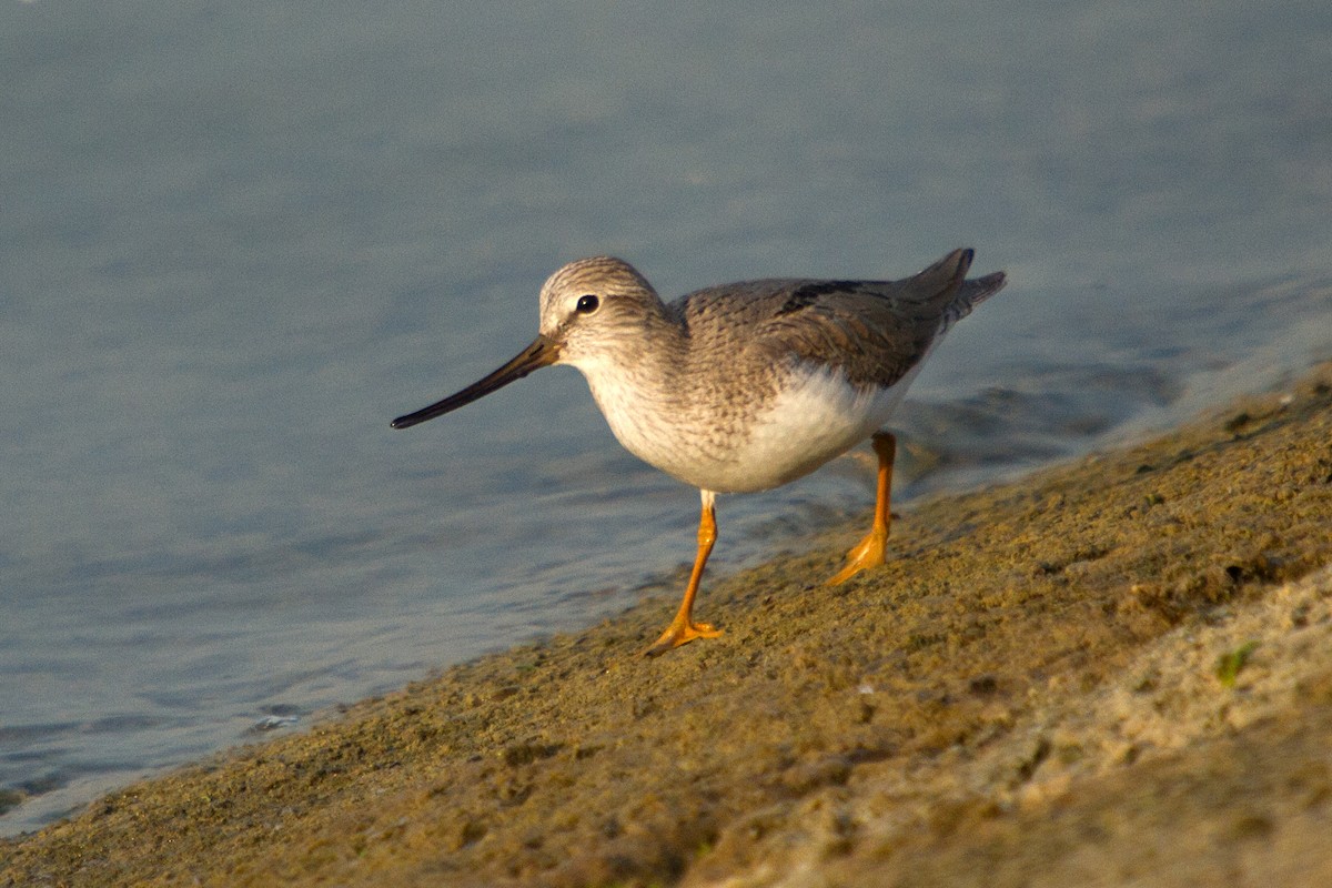 Terek Sandpiper - Anthony  Bentley