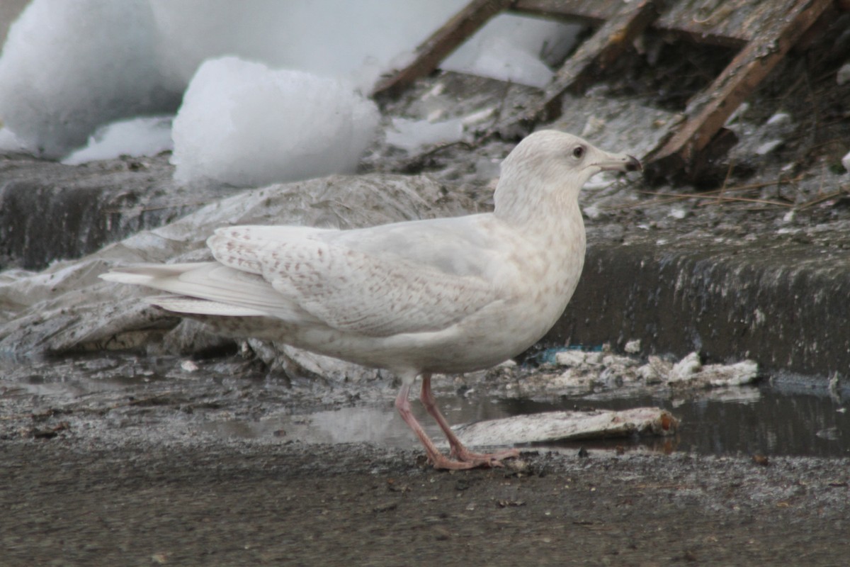 Gaviota Groenlandesa (glaucoides) - ML296511911