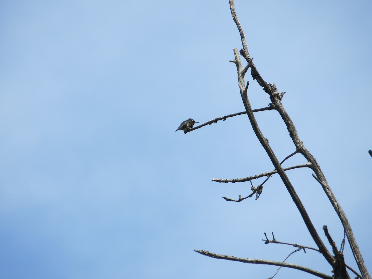 Ruby-throated Hummingbird - ML296512951