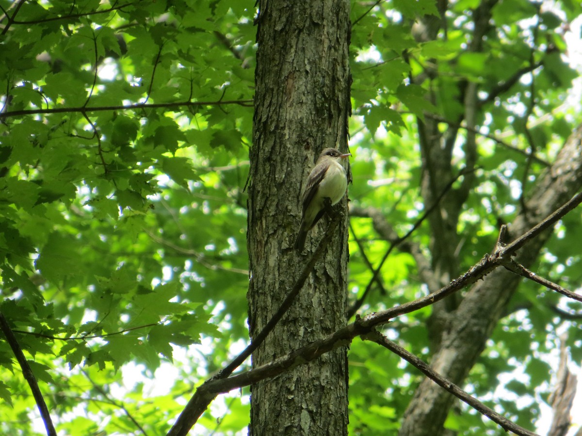 Eastern Wood-Pewee - Samuel Stankiewicz