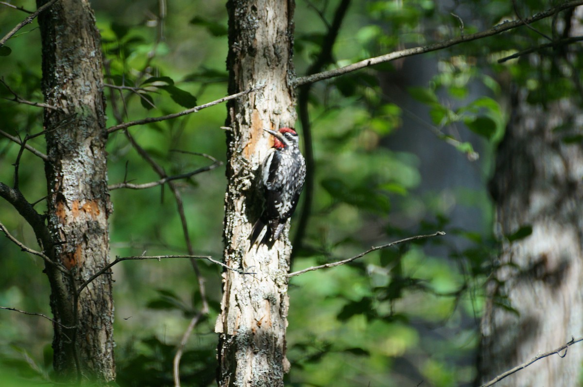 Yellow-bellied Sapsucker - ML296514251