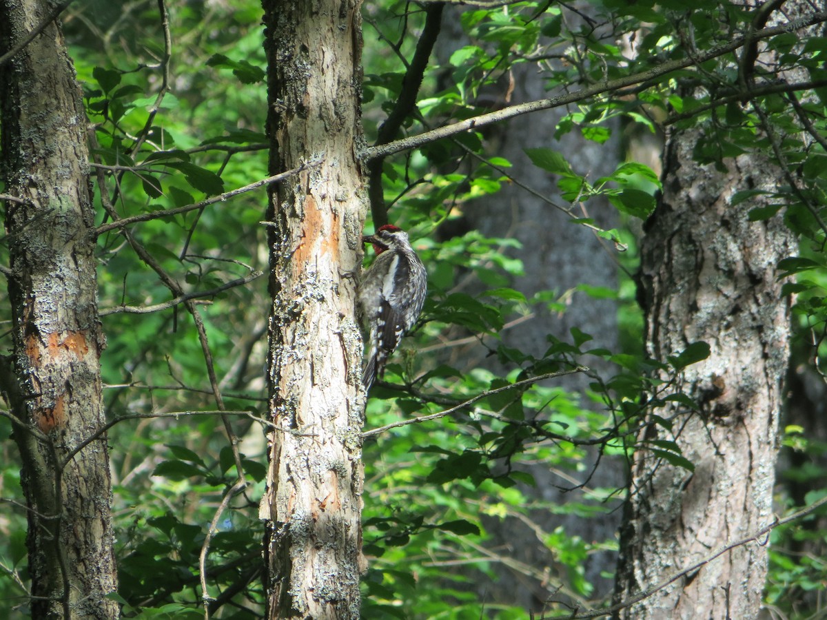 Yellow-bellied Sapsucker - ML296514311