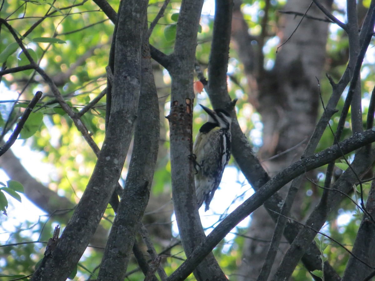 Yellow-bellied Sapsucker - ML296514421