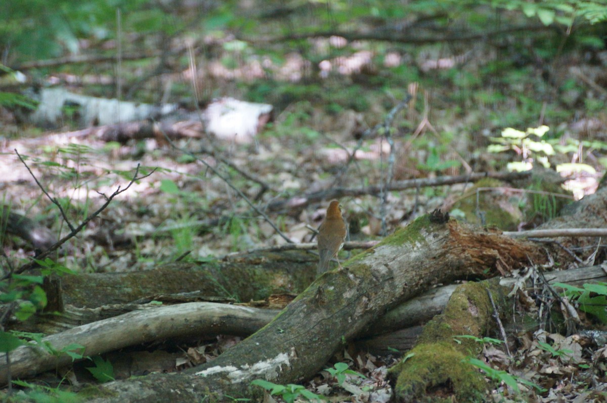 Wood Thrush - ML296515201