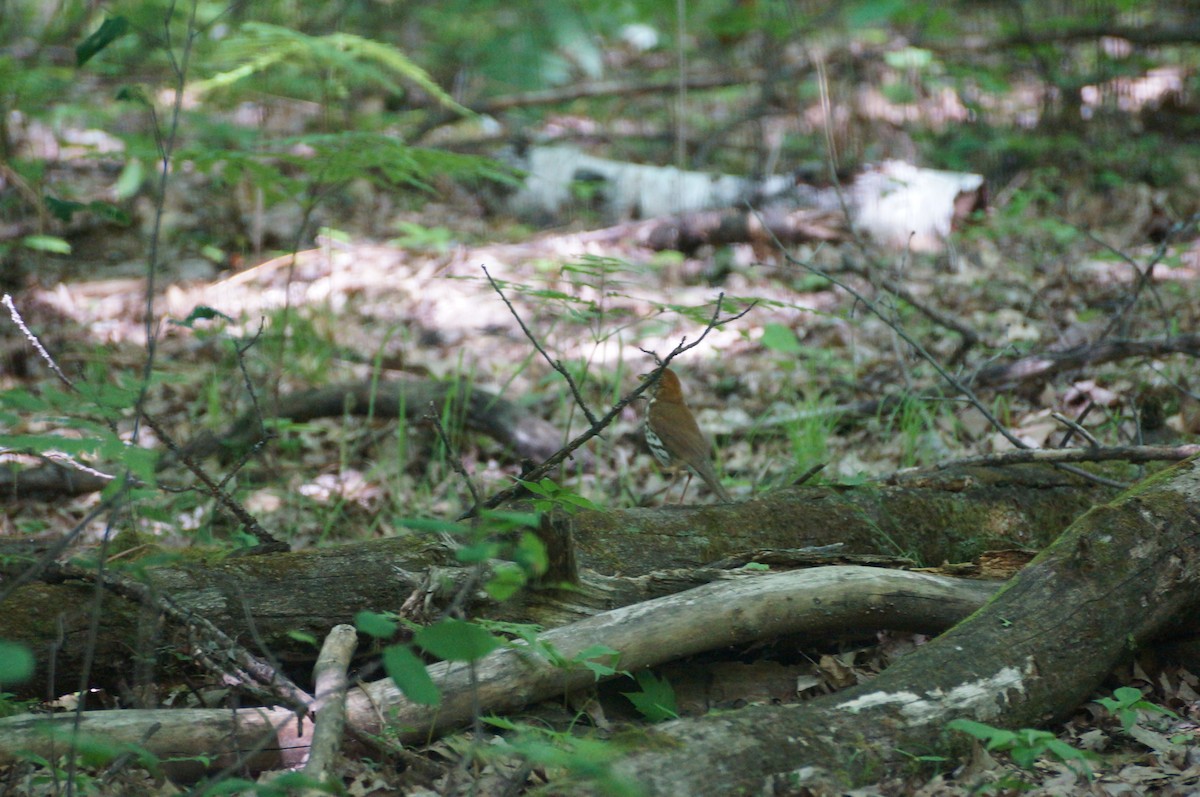 Wood Thrush - ML296515261