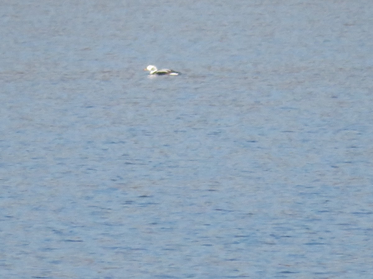 Long-tailed Duck - ML296515451