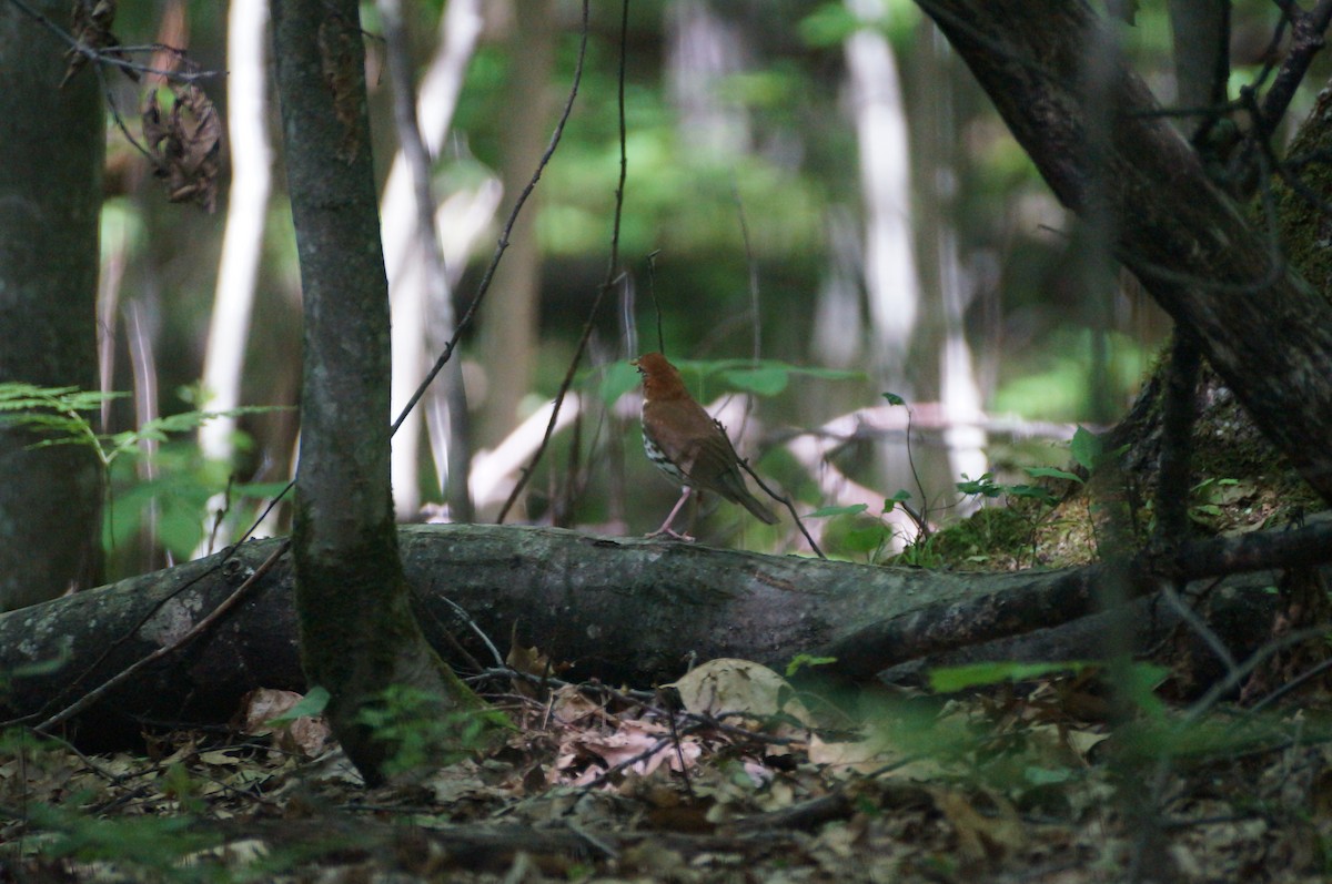 Wood Thrush - Samuel Stankiewicz