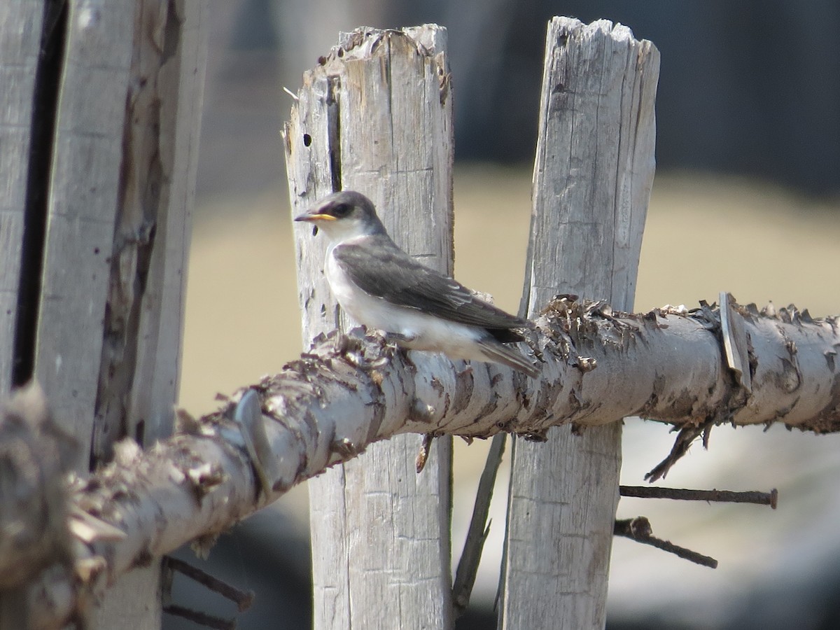 Golondrina de Manglar - ML29651571