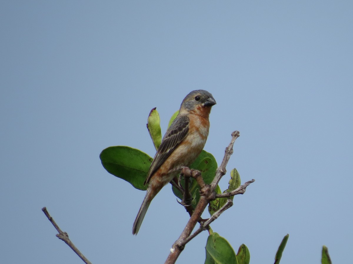 Ruddy-breasted Seedeater - Oveth Fuentes