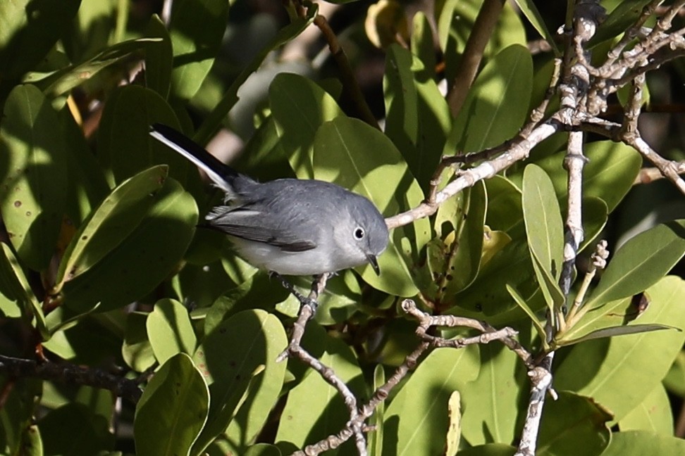 Gobemoucheron gris-bleu - ML296515821