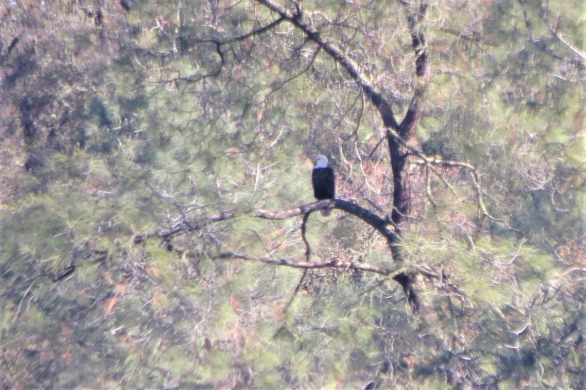 Bald Eagle - Chris Conard