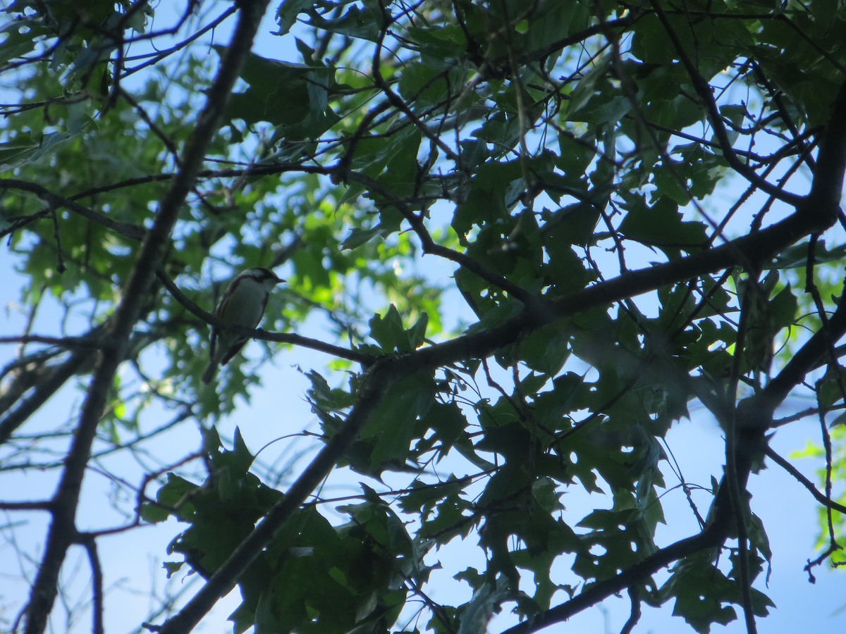 Chestnut-sided Warbler - ML296515891