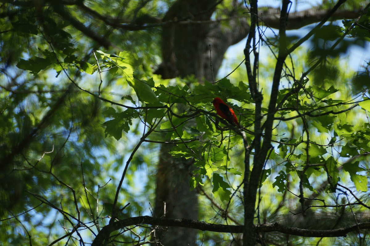 Scarlet Tanager - ML296516011