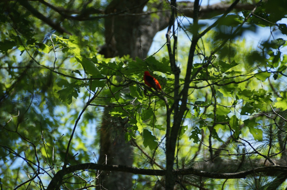 Scarlet Tanager - ML296516331
