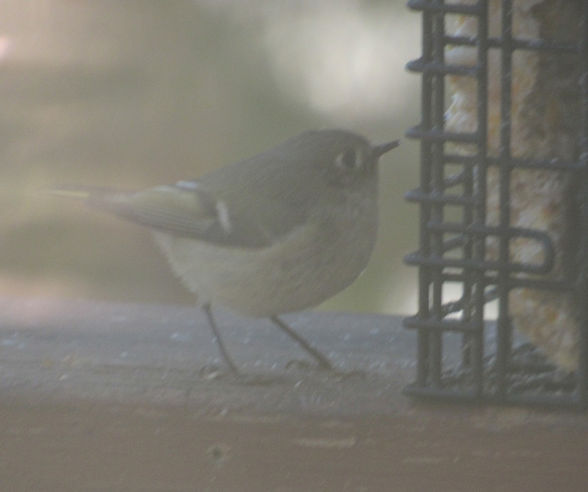 Ruby-crowned Kinglet - ML296516791