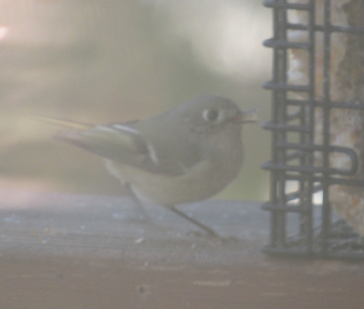 Ruby-crowned Kinglet - Joe Freeborn