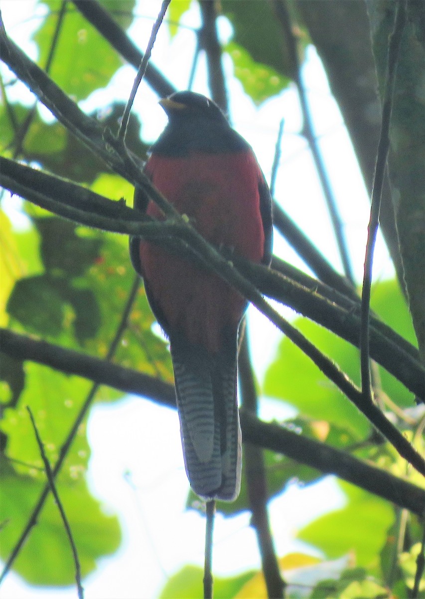 Bar-tailed Trogon - ML296517271