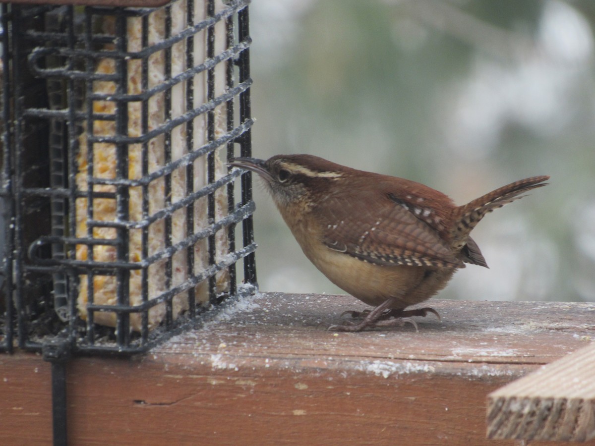 Carolina Wren - ML296517541