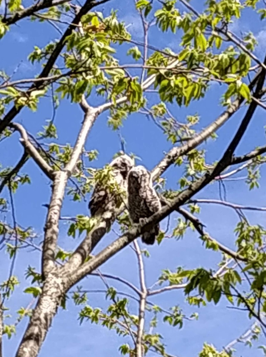 Tawny Owl - ML296518411