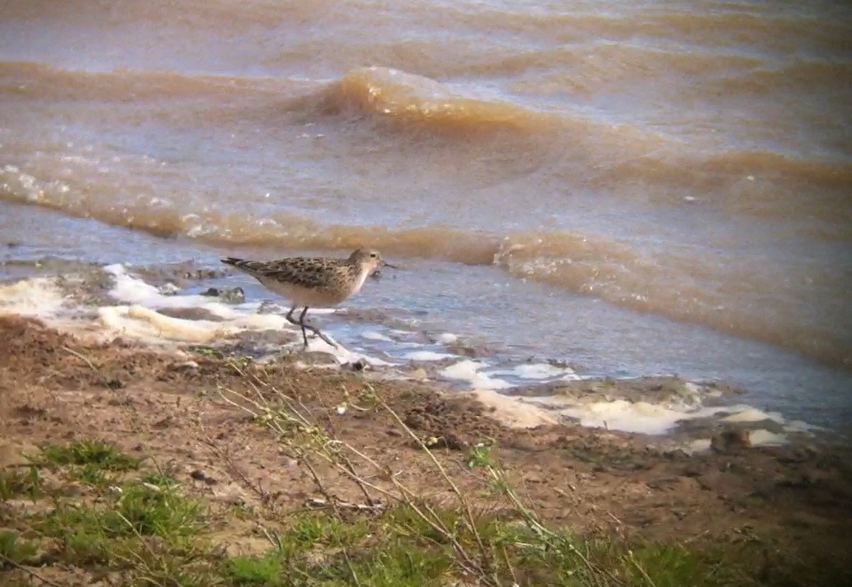 Txirri lepagorrizta - ML296518781