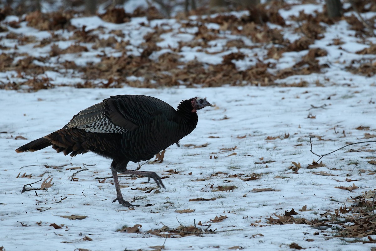 Wild Turkey - ML296519631