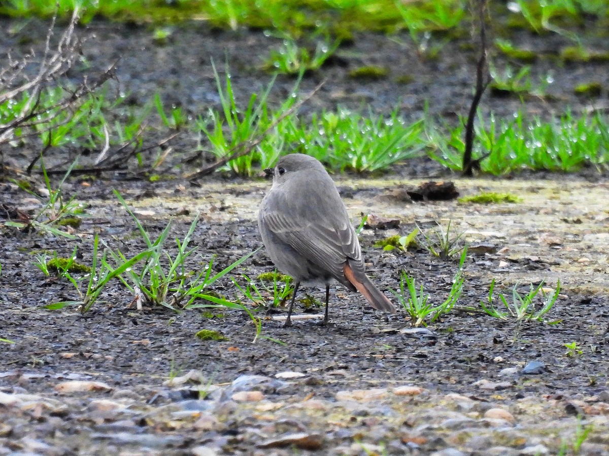 Black Redstart - ML296521091