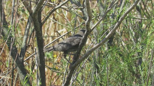 Brown-chested Martin - ML296521601