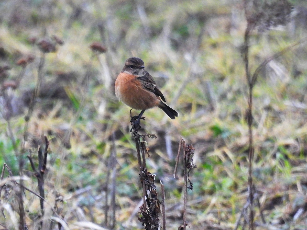 European Stonechat - ML296521711