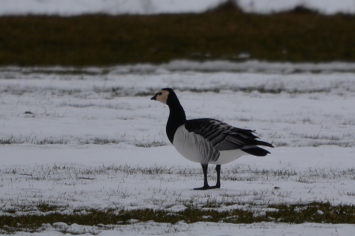 Barnacle Goose - ML296522831