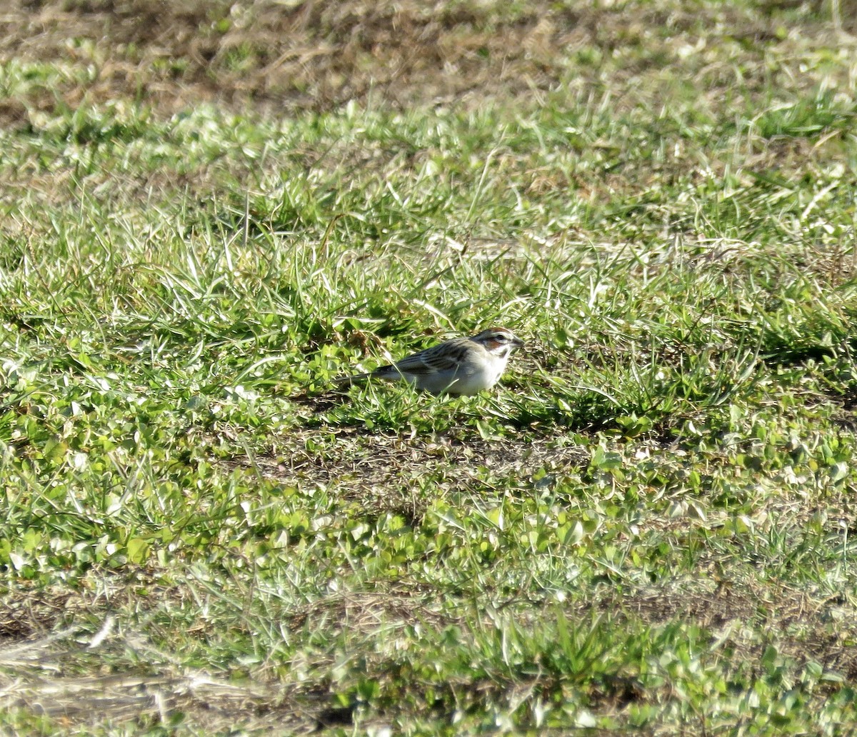 Lark Sparrow - ML296526801