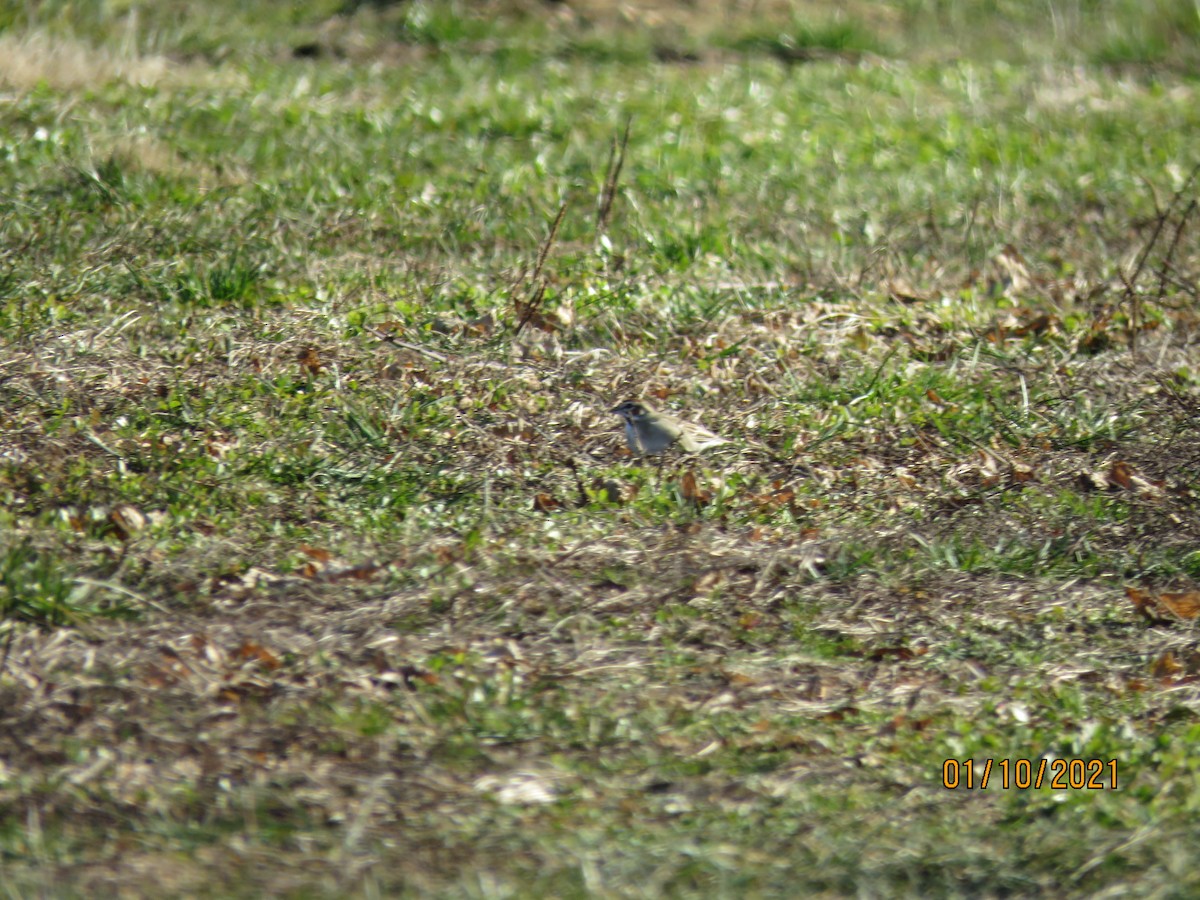 Lark Sparrow - Warren Cairo