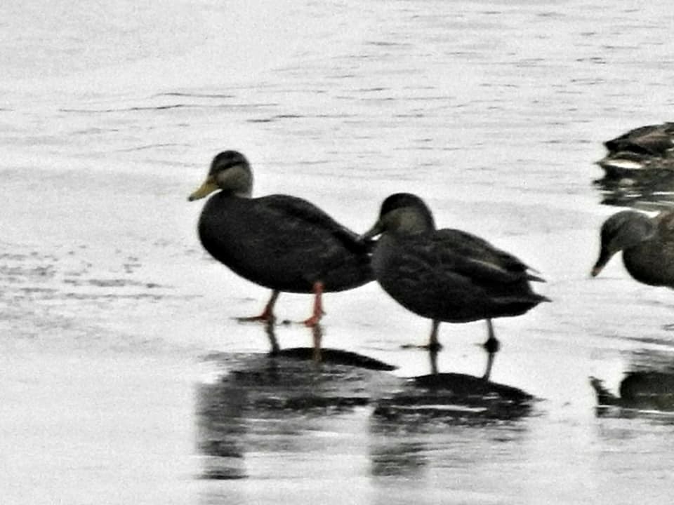 Canard noir - ML296526991