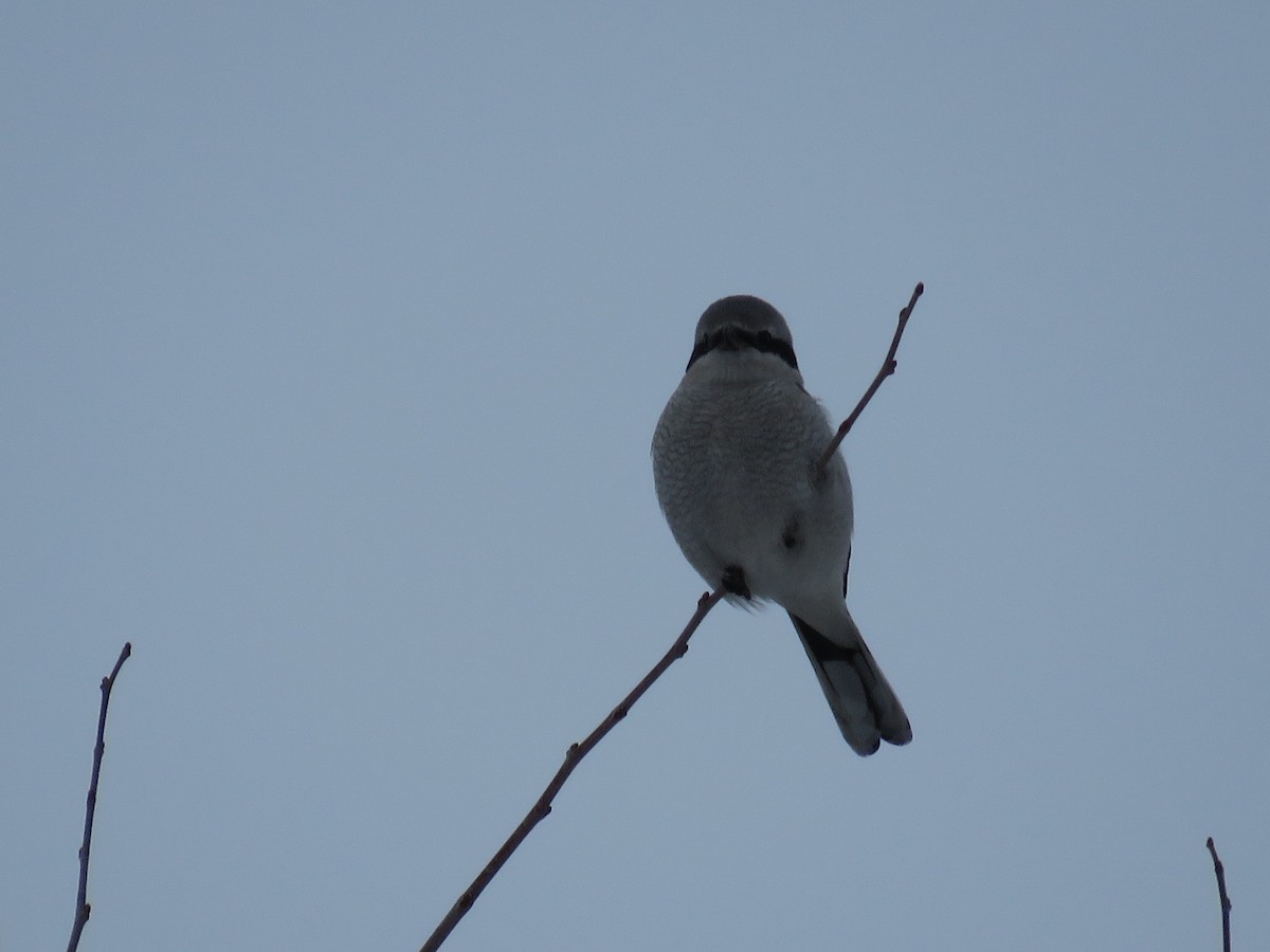 Northern Shrike - ML296527341