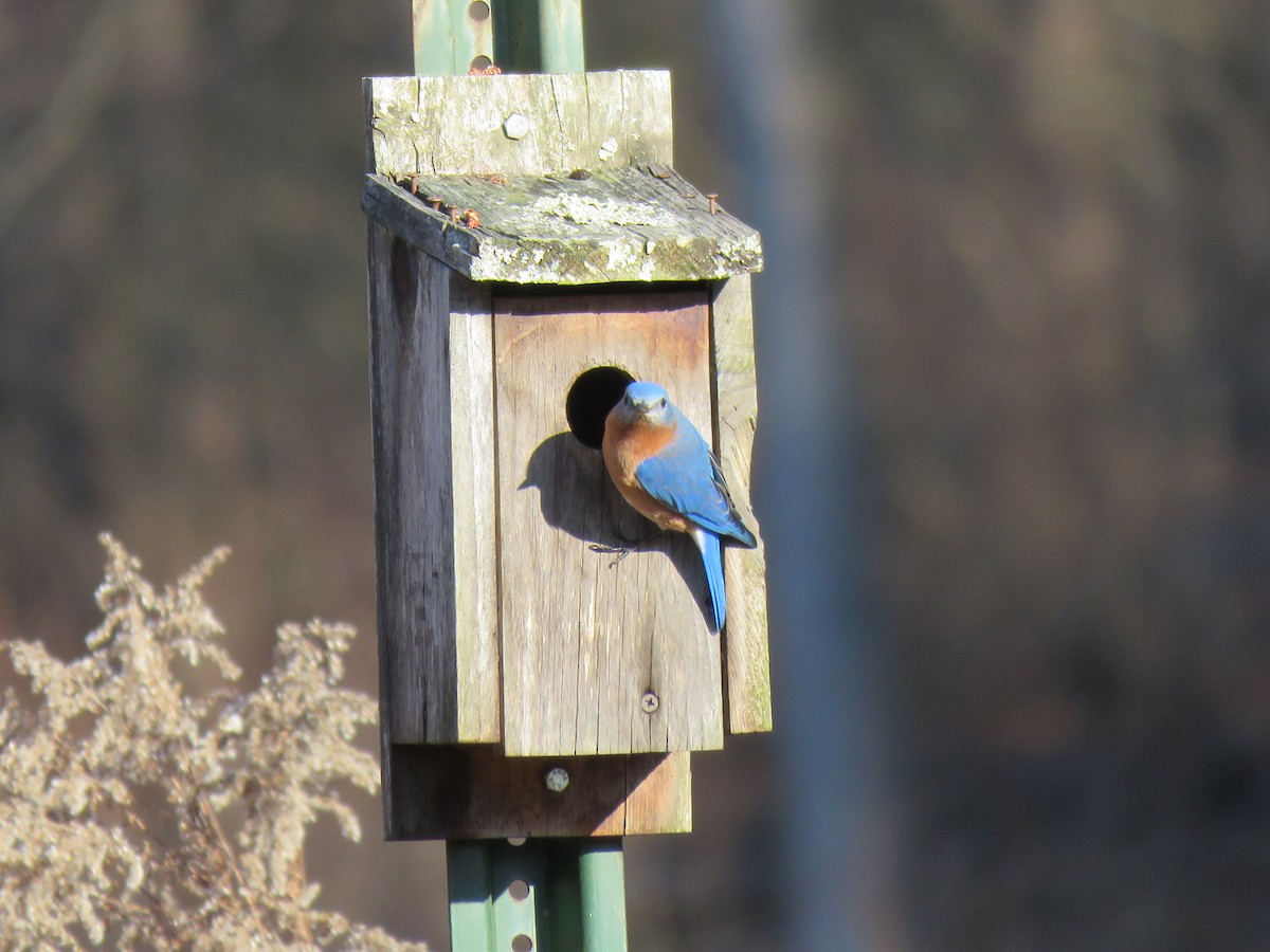 Eastern Bluebird - ML296528131