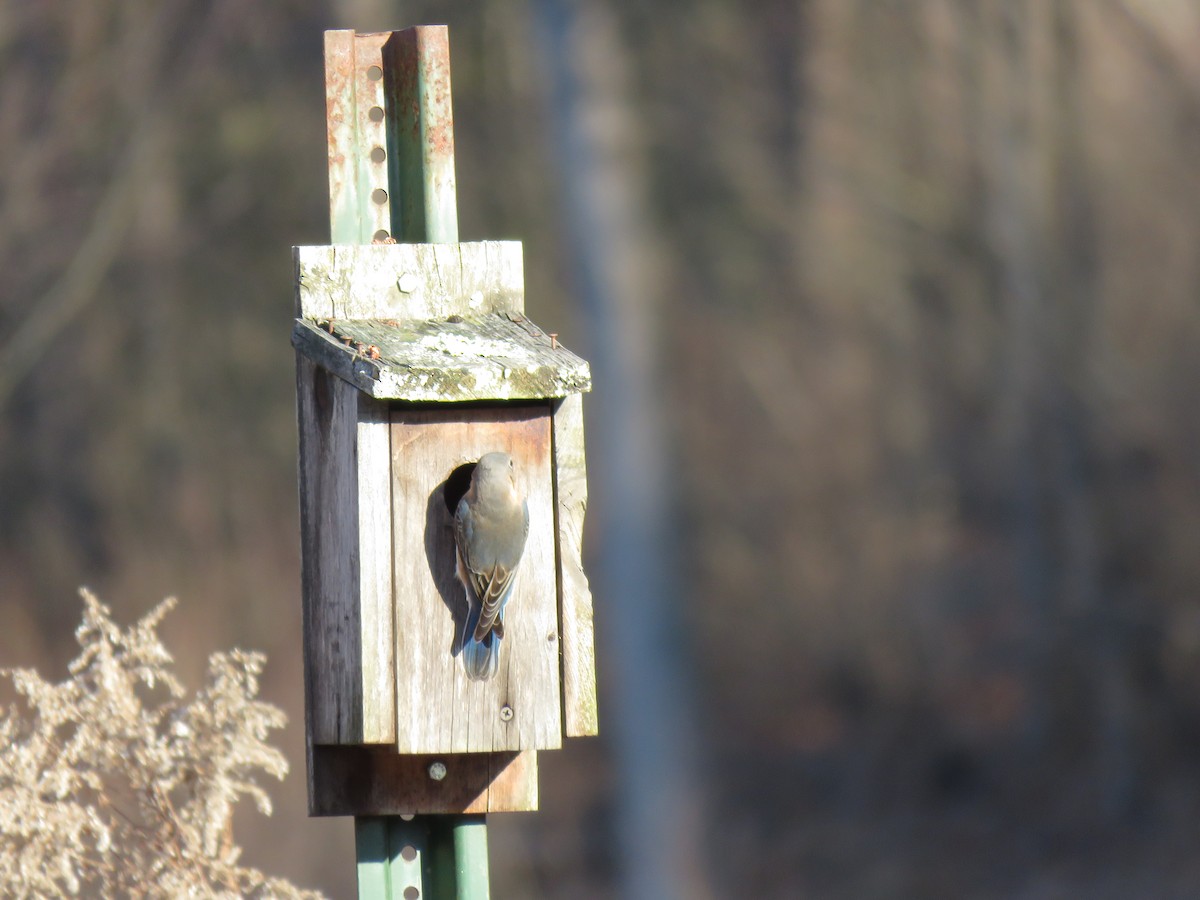 Eastern Bluebird - ML296528231