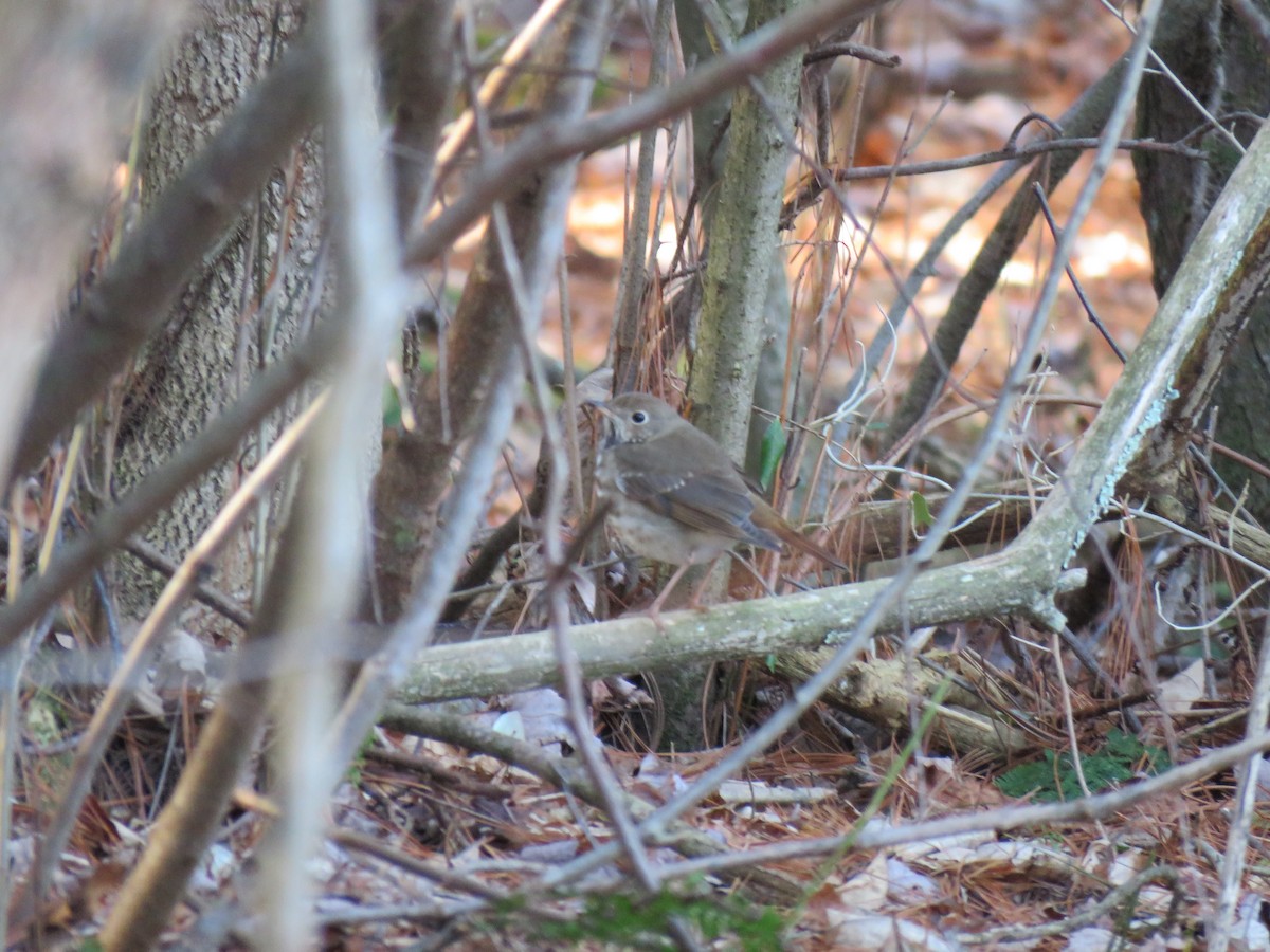 Hermit Thrush - ML296528331