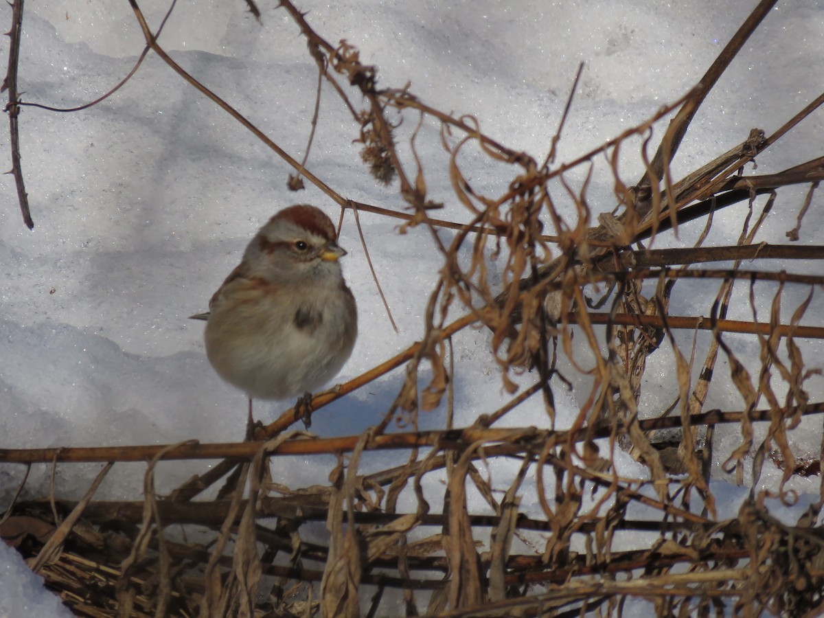 American Tree Sparrow - ML296528411