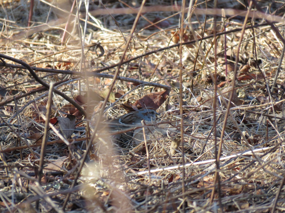 American Tree Sparrow - ML296528481