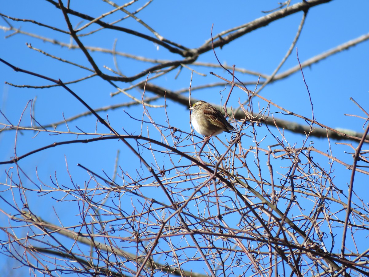 White-throated Sparrow - ML296528601