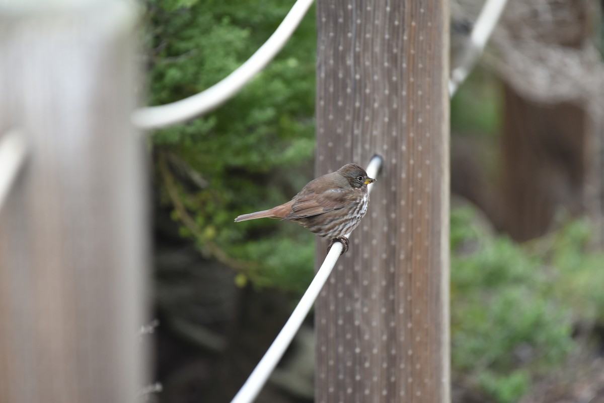 Fox Sparrow - Alan Hopkins