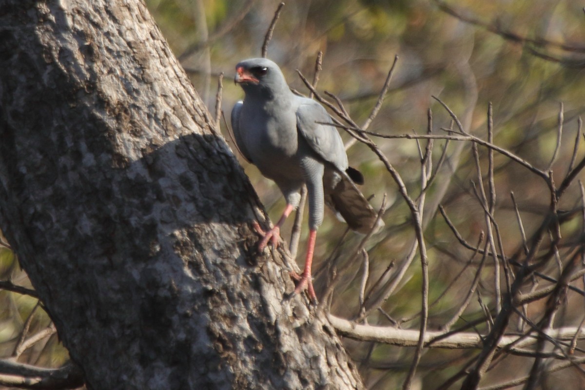 Dark Chanting-Goshawk - Fabio Olmos