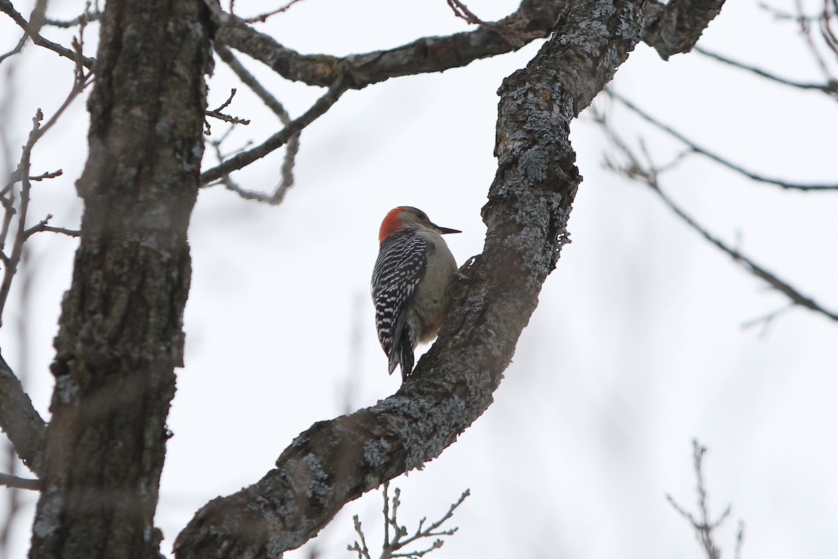 Red-bellied Woodpecker - ML296530261