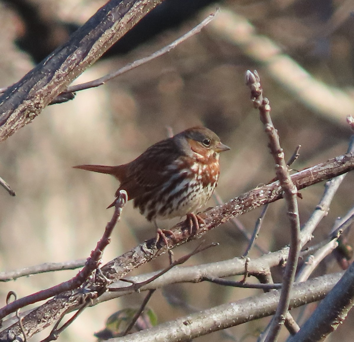 Fox Sparrow - ML296531541