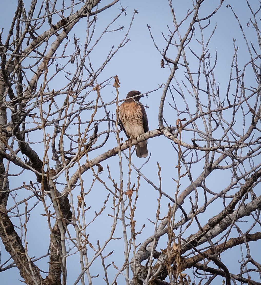 Red-tailed Hawk - ML296532031