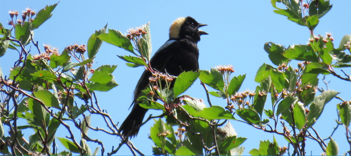 Bobolink - ML29653411