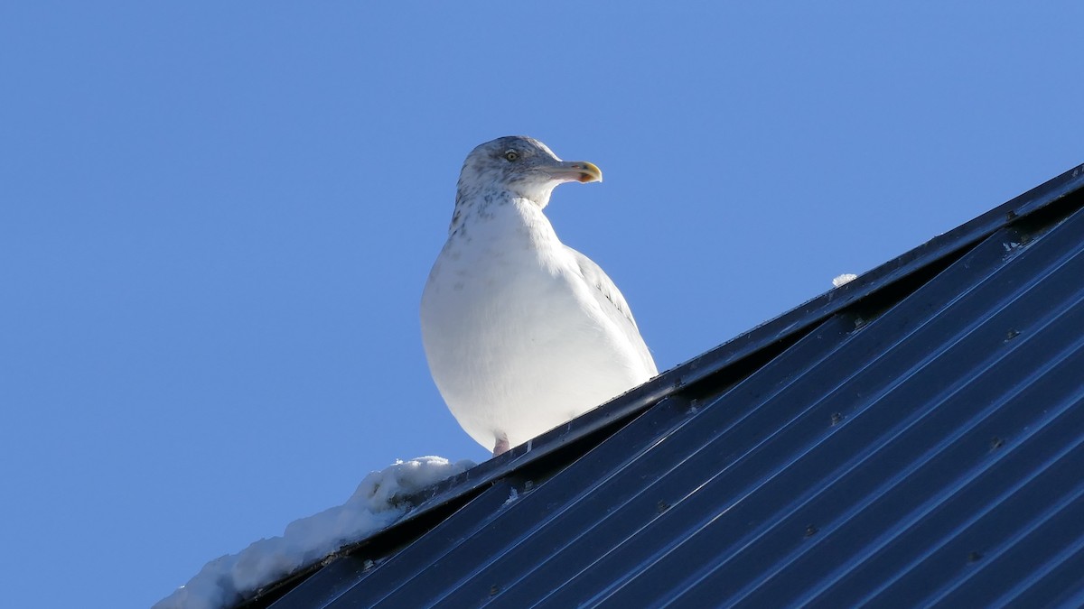 Herring Gull - ML296534501