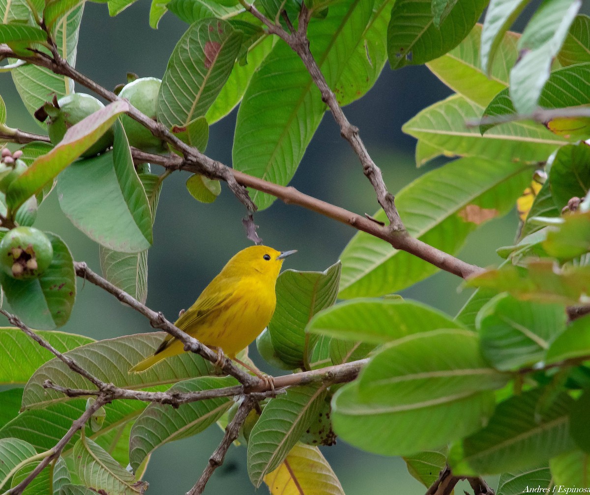 Yellow Warbler - ML296535421