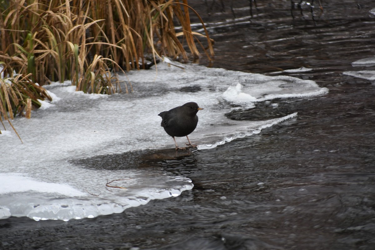 Grauwasseramsel - ML296538071