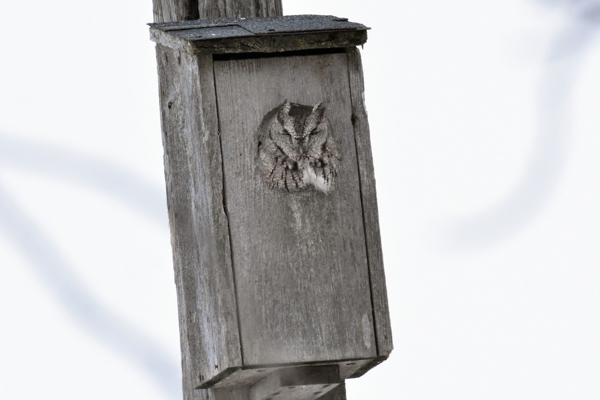 Eastern Screech-Owl - ML296539041