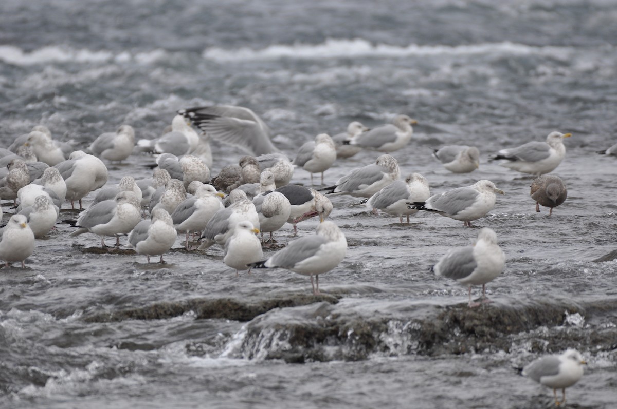 Slaty-backed Gull - Tim Schadel